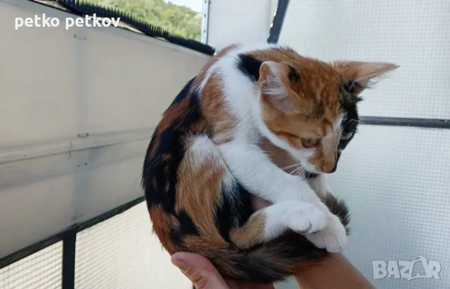 Подарявам малко котенце, снимка 3 - Други - 55456451