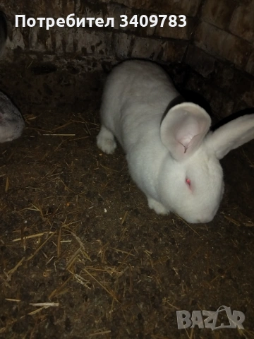 Работещ мъжки заек