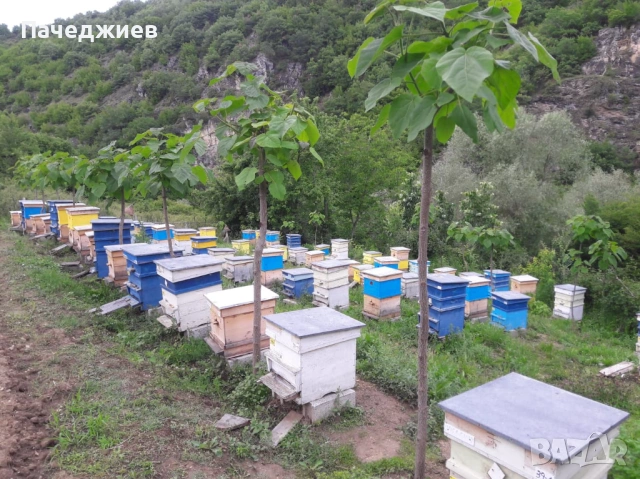 Пчелни семейства и отводки