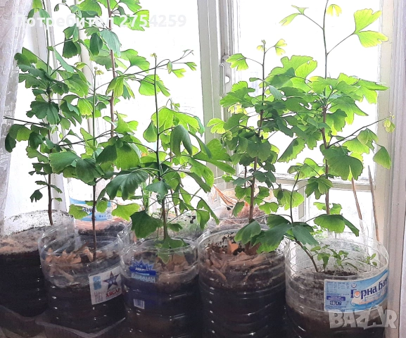 Гинко билоба в саксия, снимка 2 - Градински цветя и растения - 54314157