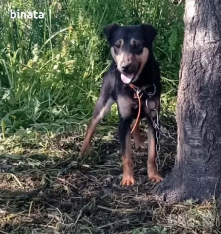 женско як териерче 