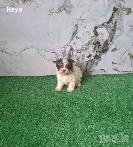 Бивър йорки , снимка 3 - Йоркширски териер - 47279281
