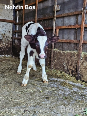 sukalce na 20 dena, снимка 2 - Крави - 54729686