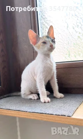 Котенца донски сфинкс, снимка 5 - Сфинксове - 55686352
