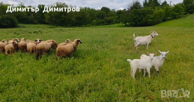 продавам 10 агнета ,коза и две ярета , снимка 6 - Овце - 54583764