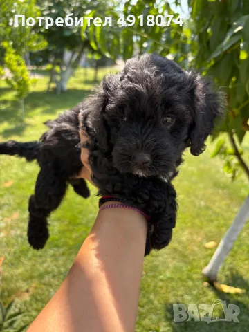 Кавапу & Cavapoo, снимка 7 - Други - 55655627