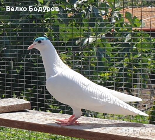 Пазарджишки високо летци. , снимка 11 - Гълъби - 52265511
