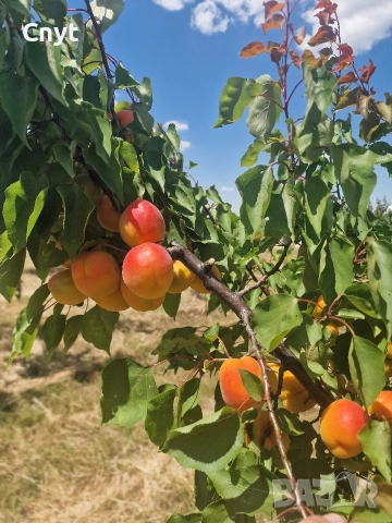 Продавам кайсии на едро , снимка 3 - Други - 54983210