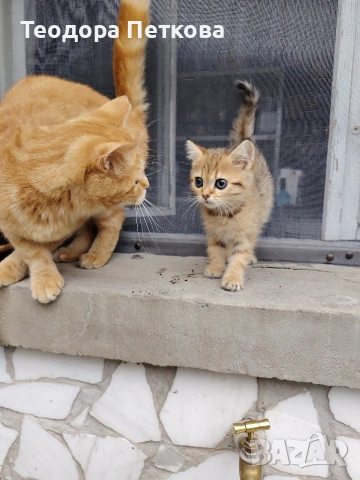 мъжко котенце на 2месеца , снимка 3 - Други - 55216634