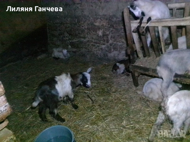 Продавам Ярета , снимка 2 - Кози - 55085570