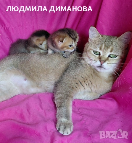 Шотландски златни чинчили мъжки 