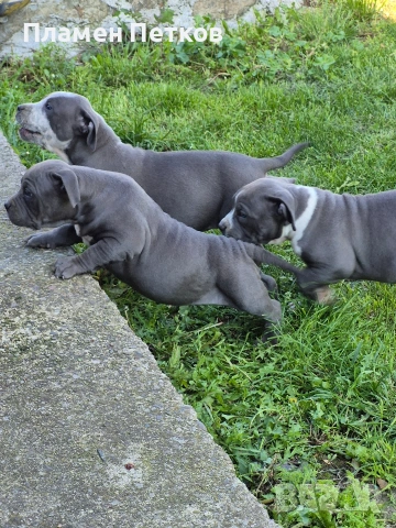 Американско були , снимка 10 - Питбул - 54315310