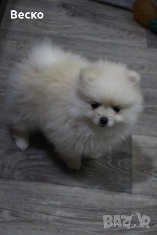 Померан мини женско , снимка 8 - Померан - 54255864