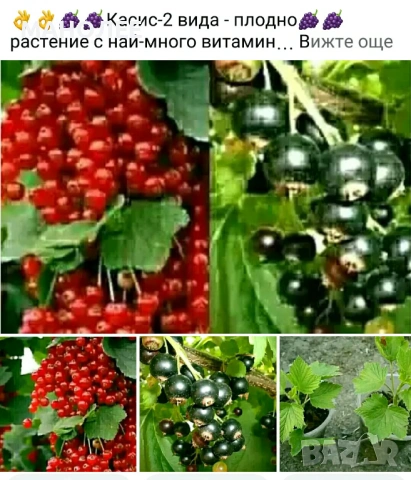 🍇🍒🍇Плодове - разсад 🍓🍎🍏🍋🍒🍇, снимка 2 - Градински цветя и растения - 54427893