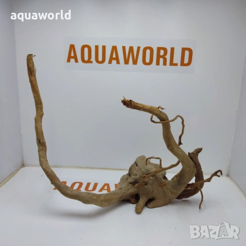 Корен Азалия 8