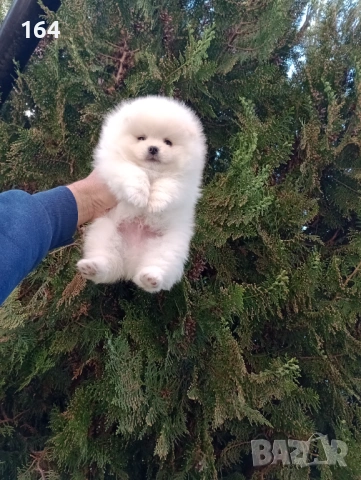 Чисто бял Померан. Реални снимки! , снимка 5 - Померан - 54174634