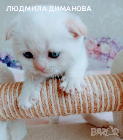 шотландски мъжки със сини очи. , снимка 8 - Британска късокосместа - 54248473