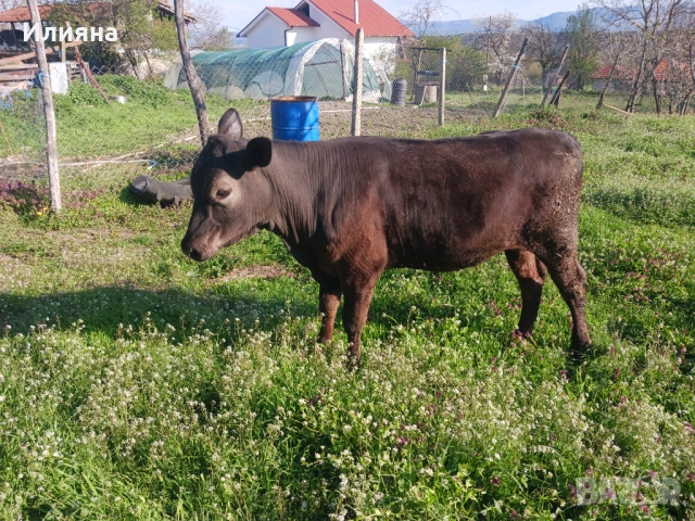 Женско теле на 11 месеца, снимка 3 - Крави - 54246249