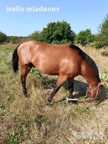 Мъжки кон на три години и половина ждребец