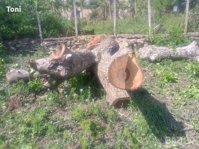 ствол от орех и др., снимка 7 - Други - 54346182