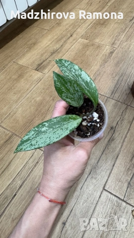 Хоя. Hoya Pubicalyx Pink Silver Ghost , снимка 2 - Стайни растения - 54001868