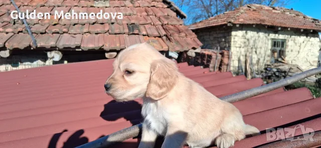 Кученца кокерчета, снимка 3 - Кокер шпаньол - 55654599