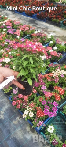 🌸  Вербена (Върбинка) Микс – Готови за засаждане! 🌸 15 бр. за 15€ , снимка 10 - Градински цветя и растения - 54796546