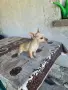 продавам чихо пинчер женско, снимка 4