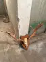 Продавам трофей от Елен лопатар, снимка 1