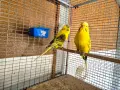 изложбени папагали транспорт до Бургас , снимка 4