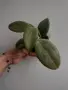 Хоя, hoya wibergiae, снимка 2