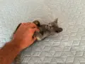 Коте - 2 месеца, снимка 9