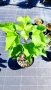 Каталпа, Catalpa bignonioides, снимка 9