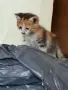 Котенца - Подарявам, снимка 3