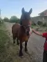 Продава се ! Много кротък , снимка 4