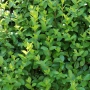 🌿🧡🌱 Лигуструм / Жив плет (Ligustrum ovalifolium), снимка 1