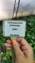 Жасмин, Trachelospermum Jasminoides, вечнозелен, студоустойчив, снимка 18