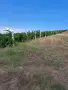 Лозе от винени и десертни сортове, снимка 2