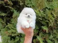 Бели мини Померани. Реални снимки !!!, снимка 8
