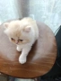 Персийски котета, снимка 11