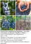 ПЛОДНИ ХРАСТИ В КОНТЕЙНЕРИ, снимка 1