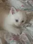 Шотландец колор поинт за разплод, снимка 13