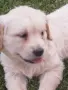 Golden retriever /puppies , снимка 6