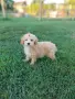 Малтипу -Maltipoo, снимка 6