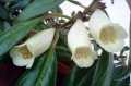 Нематантус, nematanthus Santa Teresa, снимка 1