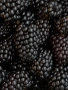 продавам къпини плод, снимка 1