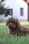 Той пудел Toy poodle, снимка 14