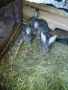 Продавам зайци. , снимка 7