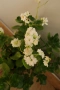 Каланхое, Kalanchoe sp., форма с бели цветове, снимка 3