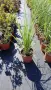 Пампаска трева розова, Cortaderia Sellona Roseа, снимка 6